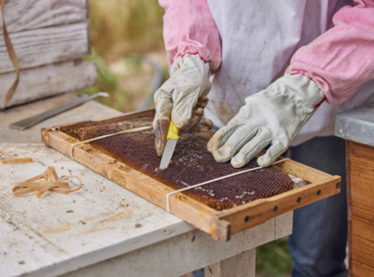 What to Do When Bees Invade Your Outdoor Events